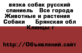 вязка собак русский спаниель - Все города Животные и растения » Собаки   . Брянская обл.,Клинцы г.